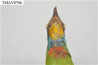 五色鳥藏品圖，第19張